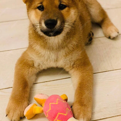 Plush Toys