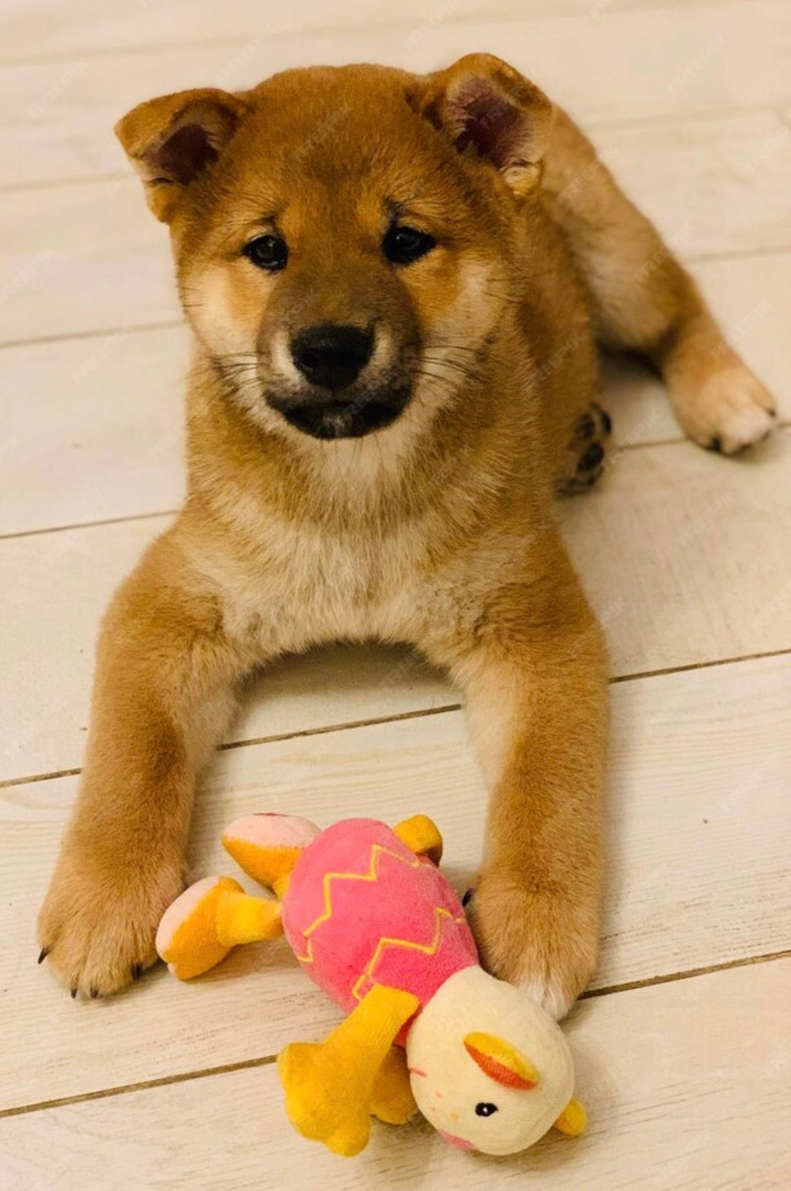 Plush Toys